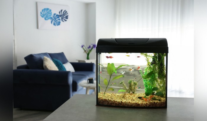 Kleines aquarium im wohnzimmer