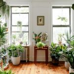 Room plants living ideas plant fresh indoor green kentia decoration credit inside issuu article decor