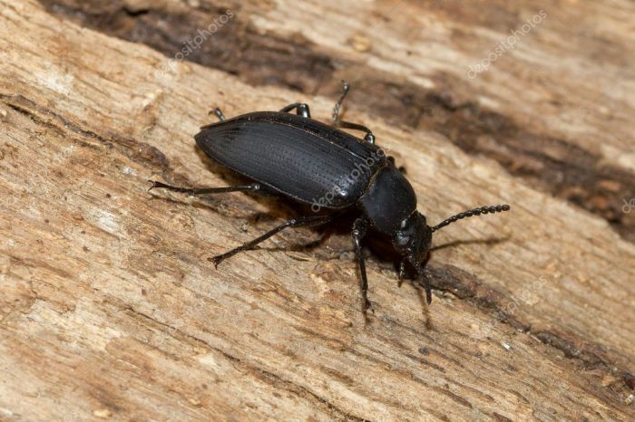 Kleine käfer im wohnzimmer