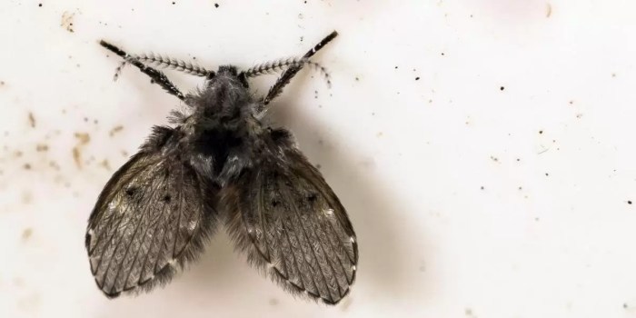 Kleine schwarze fliegen im wohnzimmer